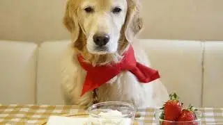 Dog's Tail Language! What is it telling you? #funny #dog #dogs #cute #knowledge #animals #pets