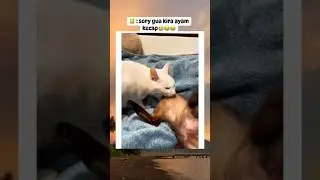 Kucing putih bloon #kucing #putih #bloon #shorts #lucu #fyp