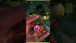 About Camellia flower plant