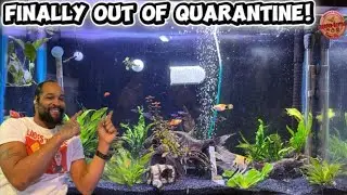 Moved my fish out of quarantine and into the 30 Gallon!.