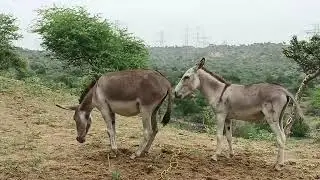 Fimale donkeys with male donkey Enjoy