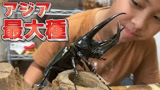 とにかくデカい！コーカサスオオカブト