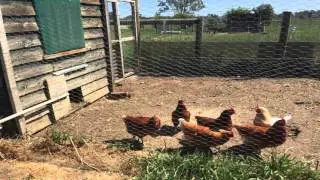 Stephanie Alexander Kitchen Garden Program