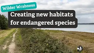 We've lost 99% of turtle doves │ Wilder Wrabness appeal