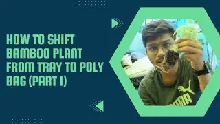 How to shift bamboo plant from tray to poly bag (part 1),bamboo farming,bamboo nursery's.