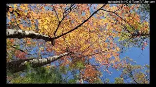 Dark Tantrums - Special Place