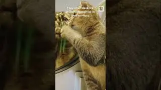 Why do cats freak out at mirrors? 👀 #Petshorts