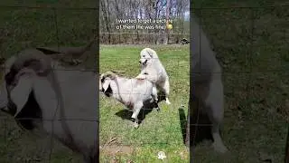 Such an entertaining pup!🐕📱😂#lovelydog #funtime #entertaining