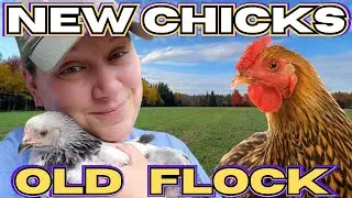 Introducing Baby Chicks to Flock Safely