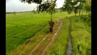 Wild Elephant Encounter in village Sri lanka