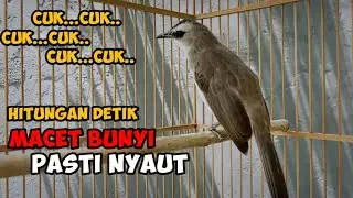 cuk cuk cuk cuk suara trucukan memanggil lawan untuk trucuk macet bunyi 99% jamin NYAUT
