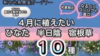 【４月に植えたい ひなた 半日陰 宿根草】 コンパクト 直立 【開花＆動き始めた植物】 寒冷地　ガーデニング　球根 【2024-6】
