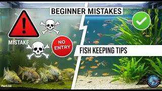 Fish Keeping Beginners Guide Sinhala   Part 02
