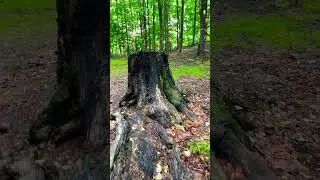 Hiking at Summer forest after rain! #summer   #nature #canada #forest #ontario