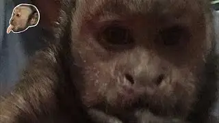 Monkey Mondays! MonkeyBoo's Vet Visit Report!