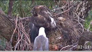 Sea-EagleCAM ~ MINE ALL MINE! SE36 CLAIMS, MANTLES & EATS A FISH PROTECTING IT FROM SE35🐟 2025 Nov 2