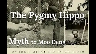 The jungle trek to find the Pygmy Hippo