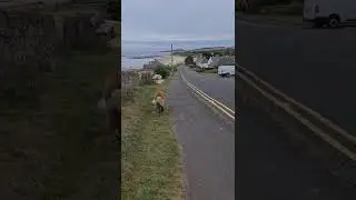 WELCOME TO NEWTON BY THE SEA #shorts #dog #leonberger