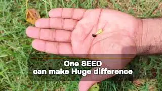One Seed, One Tree, One Future: The Power of Planting     #PlantingTrees #SeedToTree #TreeGrowth