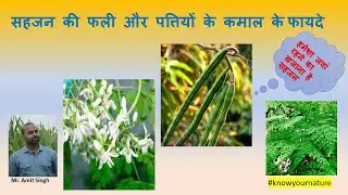 सहजन की फली और पत्तियों के कमाल के फायदे #know_your_nature @knowyournature