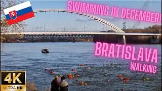 Swimming in Danube | Ľadov&eacute; medvede | Pl&aacute;vanie v Dunaji | Bratislava | Slovakia | 27112022 | 4K