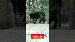 The wolf in the forest🐺🐺🐺 #wolves #nature #wildlife #wild #shorts #preying