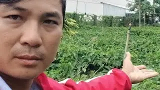 trồng bông thiên Lý thu nhập cao.