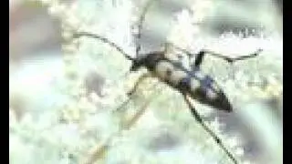 De gevlekte smalbok (Strangalia maculata)