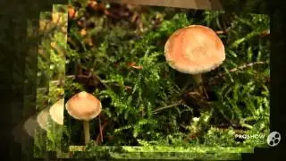 fuscidula - fungi kingdom