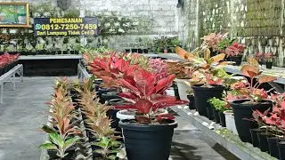 Tanaman Hias aglonema