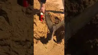 #2 WoW! Catching Seafood Videos (Fish, Crab, Octopus...) | Mr. seafisher