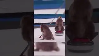 Marmots took part in the curling competition at the Winter Olympics