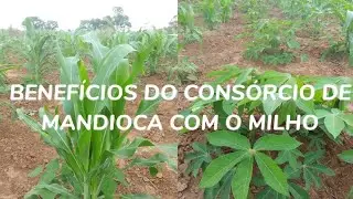 Consórcio de Mandioca com Milho.