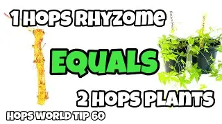 1 HOPS RHYZOME EQUALS 2 HOPS PLANTS ? HOPS WORLD TIP 60