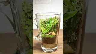 DIY Terrarium From Backyard Moss & Fern!