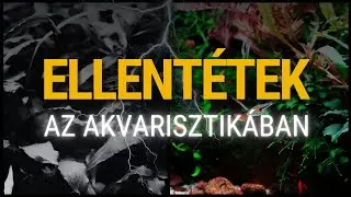 Az általános vegyeshalas akvarisztika átalakulása