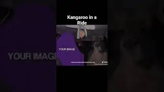 Not my edit Kangaroo in car ride #trend #shorts