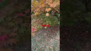 Japanese maple trees, how to select, water, feed and protect them from sun / wind!