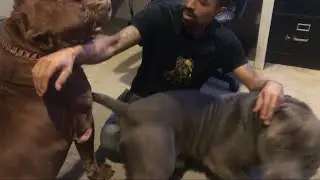 I was playing with KOBE hulk got jealous and bit me!!