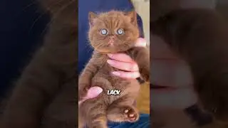 When do kittens EYES change color?😺