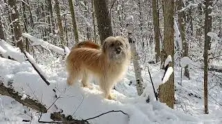 Pyrenean Shepherd at Chaparral Kennels