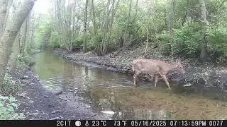 CITWC Nature Park Trail Cam Video #164 Deer, Raccoon, Geese