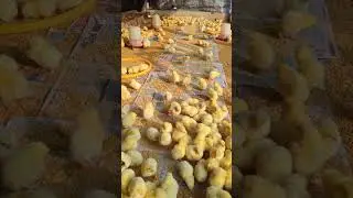 ब्रोइलर चल्लाको हेरचाह 🐥 | Healthy Broiler Baby Chicks Farming #shorts