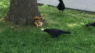 Squirrel and Crow