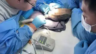 Veterinary Doppler BP Monitor for Turtle
