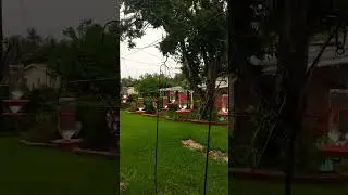 Hummingbird Migration #hummingbirdfeeder #southtexas #saltlife #birdwatcher #fyp