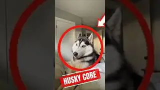 Husky Core Pure Chaos, Drama & Attitude 🐺🔥#Husky #FunnyDogs #DogShorts #pets #funny