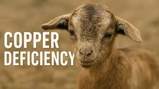 Copper Deficiency In Goat | Downer Goat | Dr Mohsin