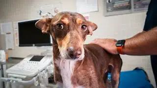 Amazing change! Coco looks like a new dog!