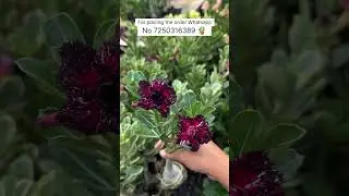 Rare Thailand Imported Adenium Plant Online Shopping 🌱 #adenium #plants #flowers #gardening